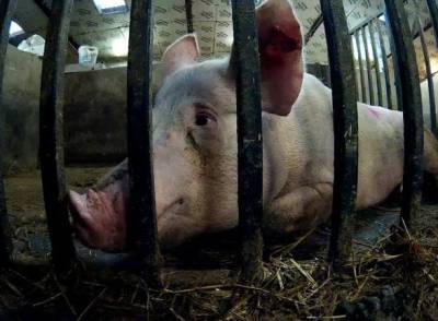 Зоозащитники показали, каким пыткам подвергаются свиньи на фермах - unn.com.ua - Киев - Шотландия