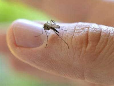Биолог рассказал, почему в этом году в России много комаров