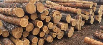 Кабмин готовит к увольнению 200 тыс. человек? В Украине хотят возобновить экспорт леса-кругляка