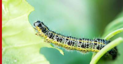 Вредители в капусте: как защитить огород от гусениц