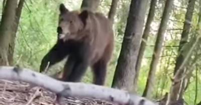 Медведь сорвал съемки блогерам в Подмосковье и попал на видео