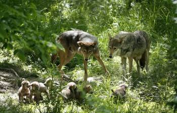 3000 рублей за убитого волчонка платят охотнику в Вологодской области