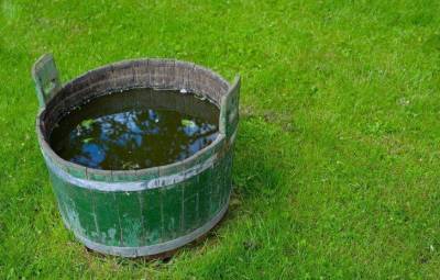 Соленая вода в огороде: зачем она нужна