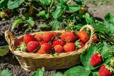 Ароматная ягода в сибирских условиях