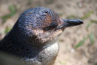 В Австралии погибло 6 000 пингвинов из-за тасманийских дьяволов и мира