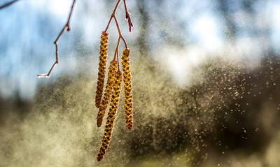 Кипрские ученые сообщили о способности пыльцы переносить частицы COVID-19
