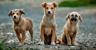 Активисты спасли 68 собак во время фестиваля собачьего мяса в Китае
