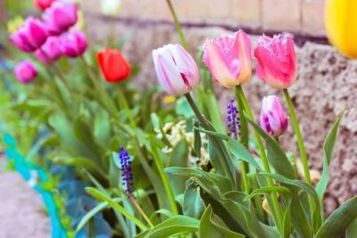 15 основных видов тюльпанов – все ли есть у вас (фото, описания, сорта)
