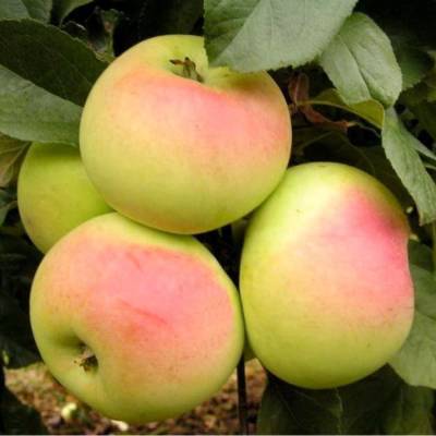 Сорт яблони Имрус: фото и описание, отзывы