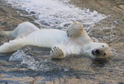 "Медвежье мороженое" и душ из шланга: как спасаются от жары животные Ленинградского зоопарка