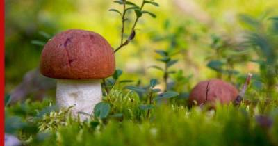 Как правильно и экологично собирать грибы: 10 советов лесника
