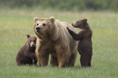 Медведица и два медвежонка помешали потушить пожар под Читой