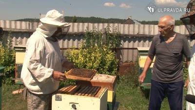 Халатность фермеров или незаинтересованность пчеловодов? Кто виноват в массовом море пчел Ульяновской области