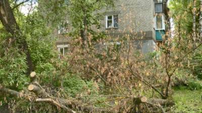 Упавшее дерево на улице Мира угрожает пожарной безопасности