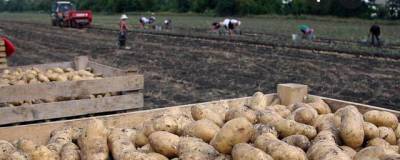 Сто тысяч тонн картофеля намерены вырастить в Хабаровском крае в этом году