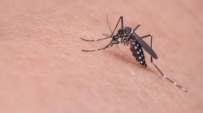 Засуха спасает липчан от "комариной" лихорадки
