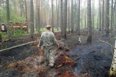 Безответственность ивановцев привела к росту лесных пожаров в три раза