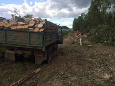 Общественники попросили проверить законность вырубки деревьев в одном из районов Удмуртии (ФОТО)