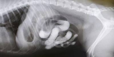 Собаке стало плохо на отдыхе, в клинике сделали рентген. В шоке и хозяева, и ветеринары