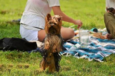 С собакой – на пикник: безопасно и с удовольствием