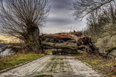 Сильная гроза в Гродно повалила несколько деревьев