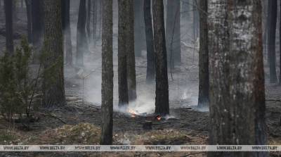 В Брестской области до конца дня планируют ввести повсеместный запрет на посещение лесов