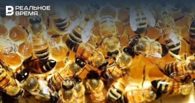 Стали известны районы Татарстана, в которых была массовая гибель пчел