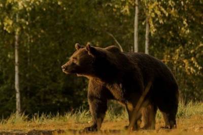 В ХМАО медведи вышли из леса: ходят на кладбища, воруют быков