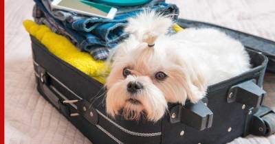 Маленькие и удобные: собаки, с которыми комфортно путешествовать