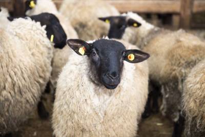 Правительство Казахстана рассмотрело предложение о введении запрета на экспорт овец