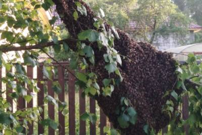 Рой насекомых на дереве пугают жителей Тверской области