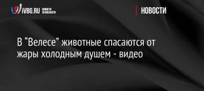 В “Велесе” животные спасаются от жары холодным душем — видео - ivbg.ru - Украина - Ленинградская обл.