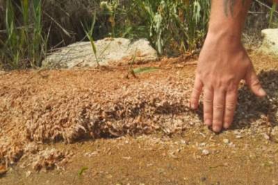 На Одесчине на лимане массово гибнут креветки: слой мертвых водных обитателей достигает 15 см