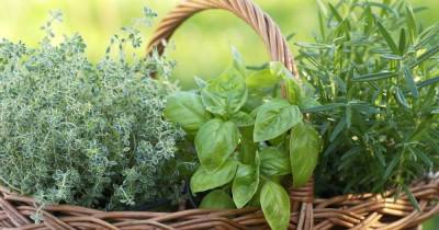 7 табу при выращивании пряной зелени, из-за которых усилия пойдут насмарку