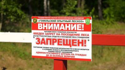 Запреты на посещения лесов введены в 90 районах Беларуси