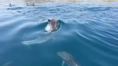 Трупы дельфинов закапывают на пляжах в песок: особенности курортного сезона в Крыму