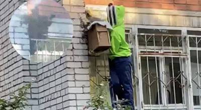 «Жужжащую массу счищали в короб»: в Ярославле рой пчел атаковал многоэтажку. Видео