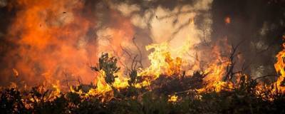 Минприроды не допустит повторения произошедших в 2010 году торфяных пожаров