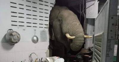 "Он опять пришел готовить": в Таиланде слон разрушил стену дома, чтобы украсть еду с кухни (видео)
