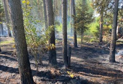 Лесной пожар тушат под Тверью