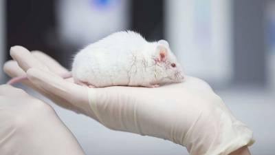 Китайские ученые научили самцов мышей рожать