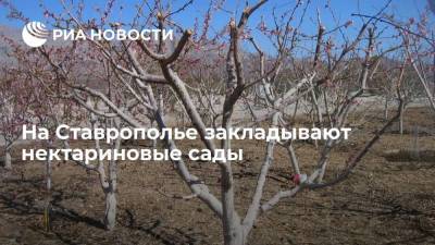 На Ставрополье закладывают нектариновые сады