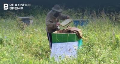 «Где проходит потрава — там есть «местные олигархи»: в Татарстане вновь начался массовый мор пчел