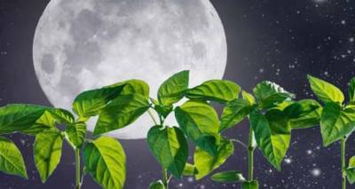 Луна и огород: что и когда садить в конце июня согласно лунному календарю