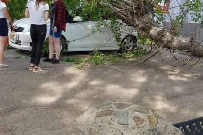 Сгнивший тополь упал на машину рядом с магазином «Продмикс» в Чите