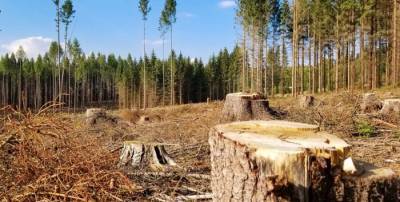 Вырубка и посадка лесов в Украине: как отличить “зраду” от победы