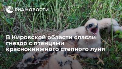 Житель Кировской области Игорь Степанов спас от уничтожения гнездо с птенцами степного луня