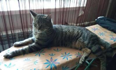 Тюменцев просят помочь кошкам из приюта, который оказался на грани исчезновения из-за болезни хозяйки
