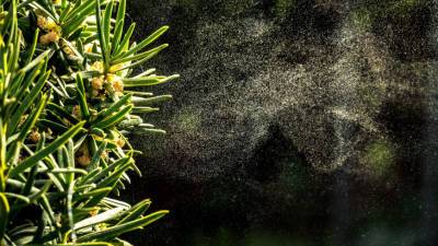 Ученые выявили способность пыльцы ускорять распространение коронавируса