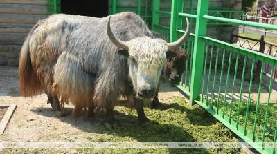 Стрижка, душ и сочный рацион: как спасают от жары обитателей Гродненского зоопарка